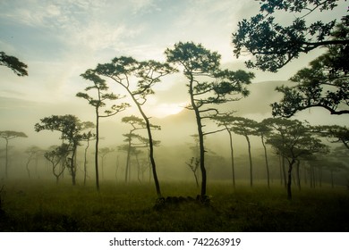 Mountain Mist