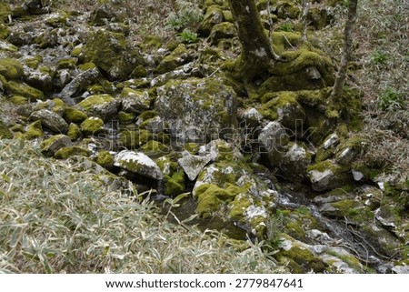 Mountain moss and babbling brooks
