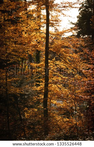 Similar – autumn burning Autumn Tree