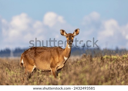 Mountain nyala (Tragelaphus buxtoni) or balbok, large antelope found in high altitude woodlands in a small part of central Ethiopia. Female in Bale mountain. Africa wildlife