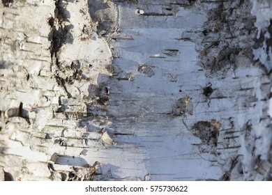 Mountain Paper Birch, Also Known As Mountain White Birch Or Eastern Paper Birch Bark Texture