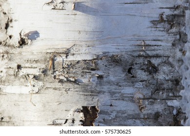 Mountain Paper Birch, Also Known As Mountain White Birch Or Eastern Paper Birch Bark Texture