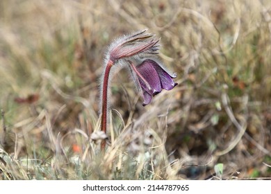 Mountain Pasqueflower (Anemone Montana) In Mátra, Hungary