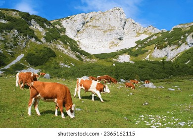 Mountain pasture in Austrian Alps with cows and mountain peaks on the background - Powered by Shutterstock