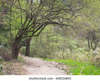 Mountain path