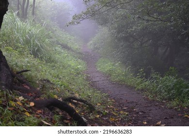 A Mountain Path Covered In Fog. Natural Background Material.