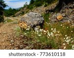 Mountain path with flowers