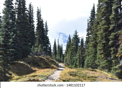 Mountain path in the forest 