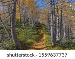 mountain path in the forest in autumn