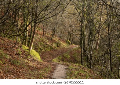 Mountain path with leafless trees and vegetation wet from the rain, winter day with rain and sun, nature trail, Gerês mountain, Portugal