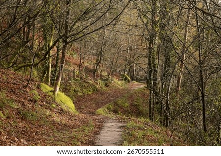 Mountain path with leafless trees and vegetation wet from the rain, winter day with rain and sun, nature trail, Gerês mountain, Portugal