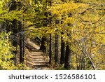 A mountain pathway is lined each side by trees I yellow autumnal colours. The shadows of the tree trunks are cast across the path on a sunny day. Image