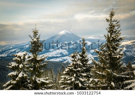 Mountain peak seen between the trees, Vatra Dornei,  Romania. 