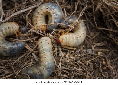 1,100 Mountain Pine Beetle Images, Stock Photos & Vectors | Shutterstock