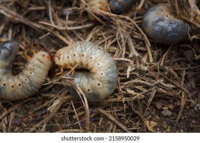 1,100 Mountain Pine Beetle Images, Stock Photos & Vectors | Shutterstock