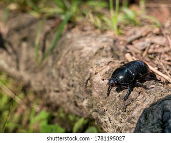 Mountain Pine Beetle In The Bucegi Mountains, Romania.