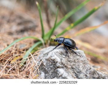 Mountain pine beetle in the Bucegi mountains, Romania.	