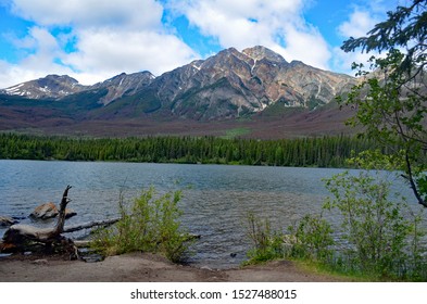 Mountain Pine Beetle Creates Colourful Scenery In Mountains