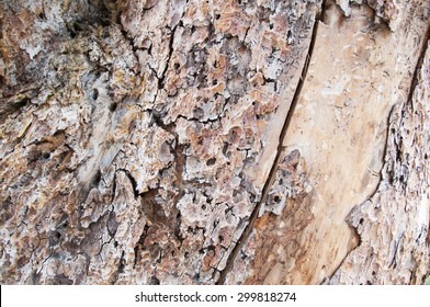 Mountain Pine Beetle Damage.