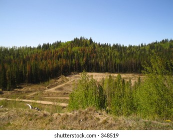 Mountain Pine Beetle Infestation - Canada