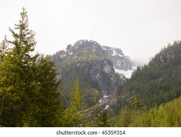 mountain and pine forest