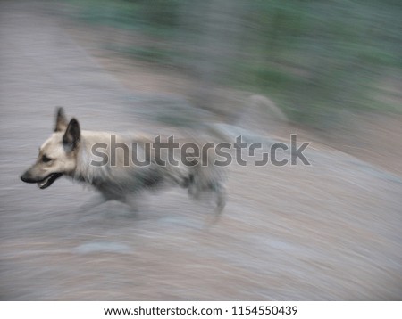 Similar – Image, Stock Photo greyhound Animal Dog 1