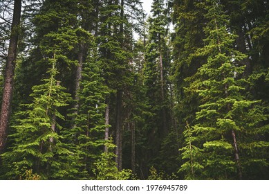 Mountain Pine Tree Evergreen Coniferous Forest In The Mountains Of The Okanagan Valley