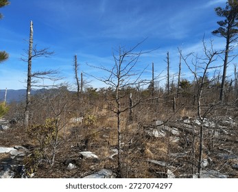 Mountain Plateau with Sparse Trees Under Blue Sky