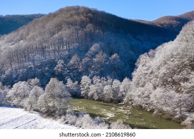 Mountain Raging River Flows Between Snowy Trees Aerial View