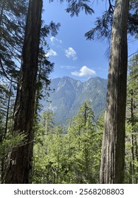 mountain range in between two trees
