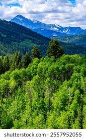 A mountain range with a forest of trees in the foreground. The trees are green and the sky is blue