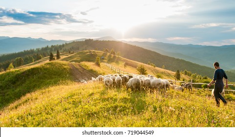 Mountain range at sunset. A herd of sheep in the mountains. Beautiful mountain landscape view. Shepherds' Home in the Mountains. Carpathians, Ukraine.
