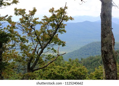 Mountain range with tree in foreground
