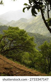 Mountain range with a tree in the foreground. The tree is surrounded by a lush green forest