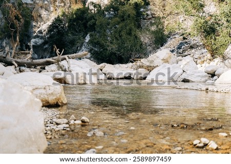 Mountain rapids with old fallen ash tree over the river. Tree trunk bridge over the mountain river in the forest canyon. Old fallen tree hanging on big boulders over the mountain creek.