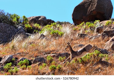 Mountain Reedbuck