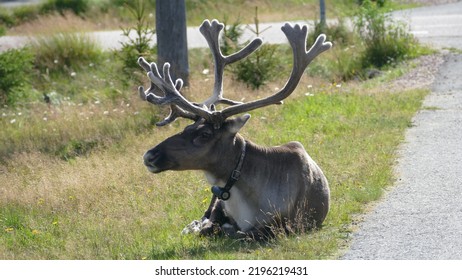 Mountain Reindeer Rangifer Tarandus Tarandus Beautiful Stock Photo ...