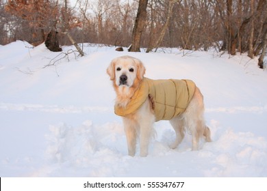 Mountain Rescue Golden Retriver Dog In The Snow