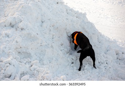 Mountain Rescue Service Dog At Bulgarian Red Cross Is Rescuing A Buried By An Avalanche Tourist  In A Rescuing Training Course, Vitosha Mountains, Bulgaria, January 19, 2015.