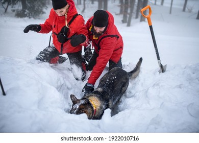 Mountain Rescue Service With Dog On Operation Outdoors In Winter In Forest, Digging Snow.