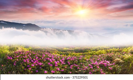 64,451 Garden heaven Images, Stock Photos & Vectors | Shutterstock