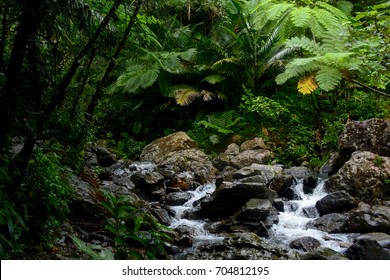 Mountain river in the El Yunque national forest, Puerto Rico