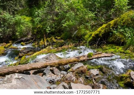 Mountain river with fallen trees and green moss on them. Forest scene. Beautiful mountain river with green around.