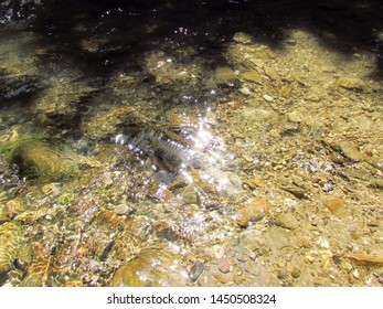 Mountain river flowing through forest summer time sun light spots, natural cascades, waterfalls, clear water