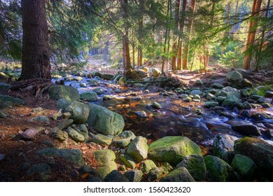 Mountain river in the forest