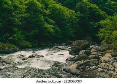 Mountain river in the forest