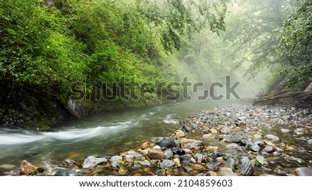 Mountain river gorge in a magical fog with a fern on the bank and rocks around