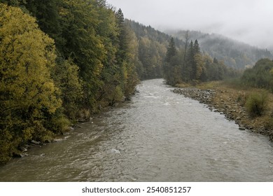 Mountain river and leaf fall forest on a rainy day. Moloda River near Osmoloda in Ivano-Frankivsk region, Ukraine. Autumn landscape.