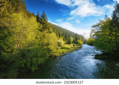 mountain river on a foggy morning. misty nature scenery in early spring. trees along th shore