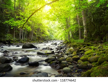 Mountain River in the wood